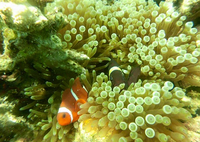 View the underwater life, Philippines